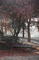 Autumn is coming to the park