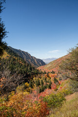 A beautiful view of trees changing to Fall colors in Millcreek Canyon, Utah.