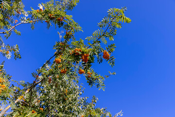 the beautiful foliage of the mountain ash in sunny weather