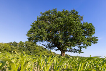 a green oak in green corn on a blue sky background
