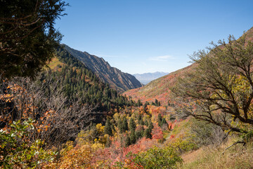 A beautiful view of trees changing to Fall colors in Millcreek Canyon, Utah.