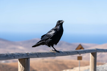 Cuervo de Fuerteventura (Canarias)