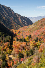 A beautiful view of trees changing to Fall colors in Millcreek Canyon, Utah.