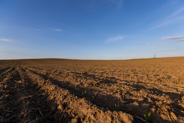 sunset in a field with young corn sprouts in a fertile field