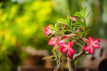 Vibrant Pink Adenium Flowers on Thick Succulent Stems, Potted in Rustic Container with Lush Green Leaves, Showcasing Exotic Beauty in Natural Garden Setting