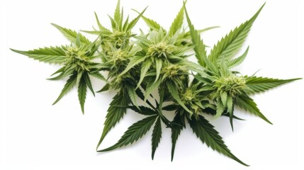 Close up of a fresh cannabis buds on neutral background