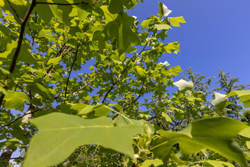 the green foliage of a tulip tree in sunny weather