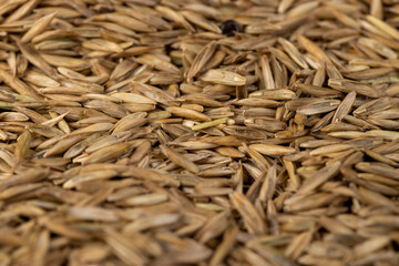 mixed seeds of perennial and annual grass for lawn