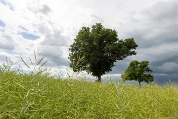 Fototapeta premium a tree growing in a rapeseed field in cloudy weather