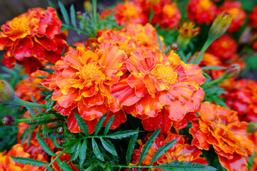 Bright orange garden flowers. Care and cultivation of marigolds, tagetes or Mexican calendula at home, home gardening, farming, landscaping and decoration of city streets.