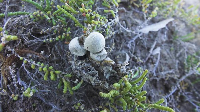 Steppe spider (Latrodectus tredecimguttatus), Empty summer cocoons of spider after little spiders left them in April. Protective shell of web raised to take picture. North Black Sea salt steppe