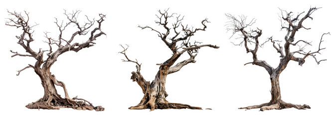 old dead spooky trees isolated on white or transparent png