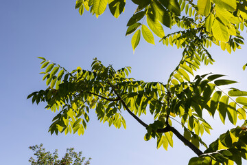the green foliage of the walnut tree in the summer