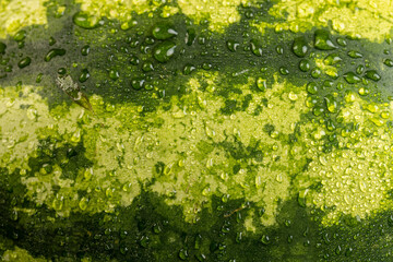 details of a multicolored watermelon peel covered with drops of water