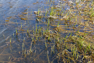dark muddy lake water in winter without snow