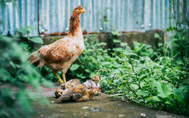Chickens lying in the yard with their mother hen. Group of chickens lying on the ground in the yard