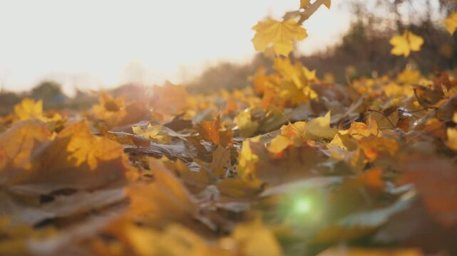 Detail view on yellow autumn leaves slowly falling. Ground covered with dry vivid foliage. Bright sunset light illuminates fallen leaves. Colorful fall season. Slow motion Dolly shot