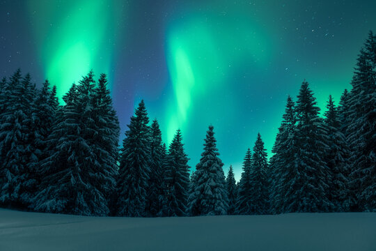 Aurora borealis. Northern lights in winter forest. Sky with polar lights and stars. Night winter landscape with aurora and pine tree forest. Travel concept