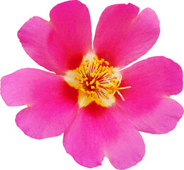 Obraz premium 채송화 꽃