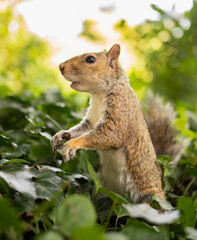 American squirrel close up portrait while standing in a green bush and looking for food