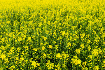 Obraz premium A field of green and yellow flowers. Meadow summer spring concept. Yellow flowers in a field in nature. A field of green and yellow flowers in lifestyle nature.