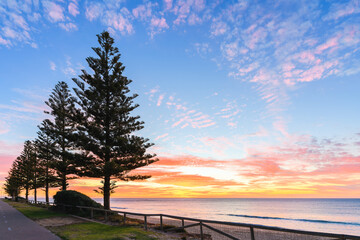 Christies beach with pine trees viewed from the Esplanade at sunset , South Australia