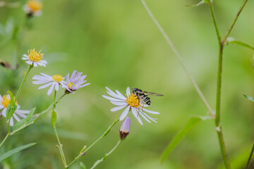 フタホシヒラタアブとゴマナの花