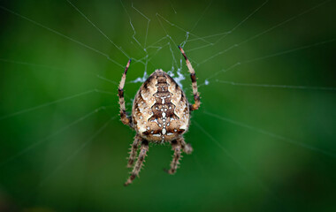 Garden spider