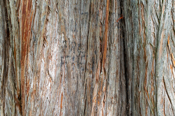 Obraz premium Close up of a bald cypress tree bark with deep cracks