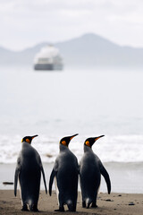 Obraz premium King penguins on the beach at Moltke Harbour, Royal Bay, on the remote sub-Antarctic island of South Georgia, overlooking the tranquil waters with a cruise ship in the distance. 