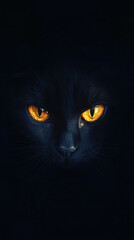 Black cat