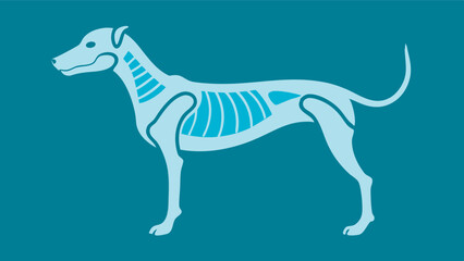 Obraz premium Scientific artwork of a smiling dog with detailed bones, set against blue-green background, for educational purposes.