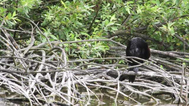 pygmy cormorant, bird is drying its wet wings,  cormorant, flooded forest of Punte Alberete, Ravenna, swamp, bog, Italy, Riserva della Biosfera Unesco, | Delta del Po