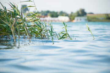 water in a wild lake, reeds grow near the shore
