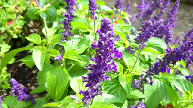 Bl&uuml;hender Mehliger Salbei, (Salvia farinacea), Bayern, Deutschland, Europa