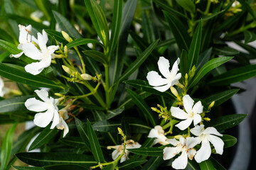 Die giftige Gartenblume nerium Oleander apocynaceae ganz in weiß