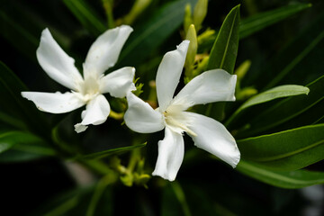 Die giftige Gartenblume nerium Oleander apocynaceae ganz in weiß