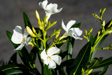 Die giftige Gartenblume nerium Oleander apocynaceae ganz in weiß