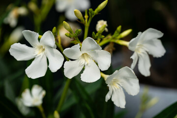 Die giftige Gartenblume nerium Oleander apocynaceae ganz in weiß