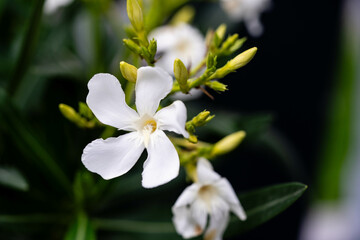Die giftige Gartenblume nerium Oleander apocynaceae ganz in weiß
