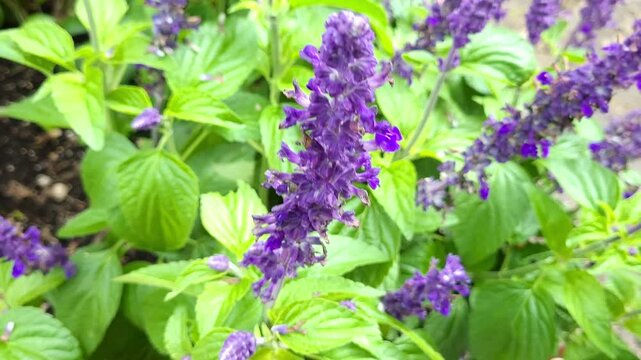 Bl&uuml;hender Mehliger Salbei, (Salvia farinacea), Bayern, Deutschland, Europa