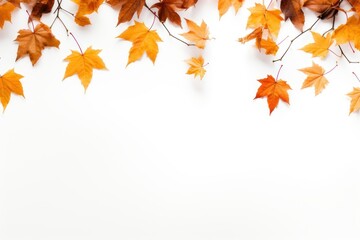 Backgrounds leaves maple plant.