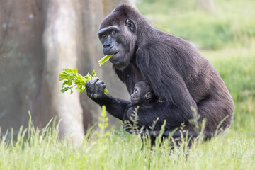 Western lowland gorilla carrying its offspring and eating greens. Mom gorilla with an adorable baby. 
