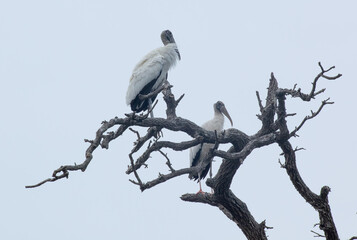 Wood Stork in nature