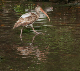 Young Ibis wading in water