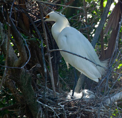 Snowy Egret