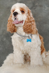 Happy american cocker spaniel dog