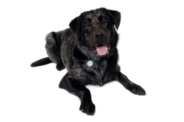 Happy dog on a white background