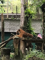 tiger roar