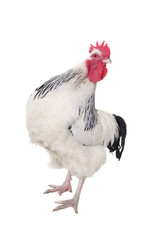 Rooster on white background